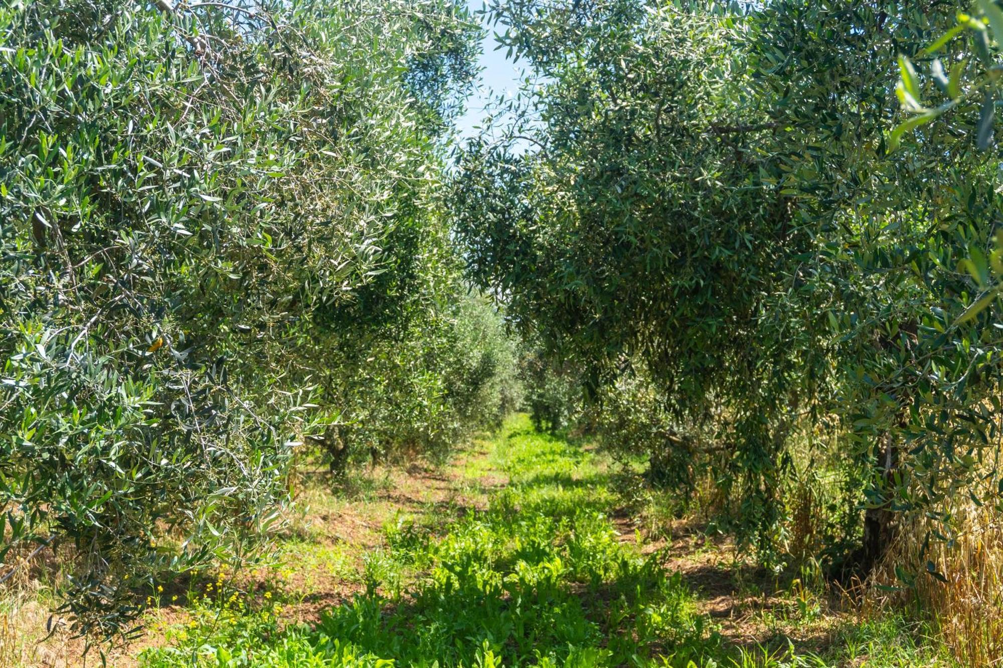 Agriturismo Il Tripesce Вада Экстерьер фото