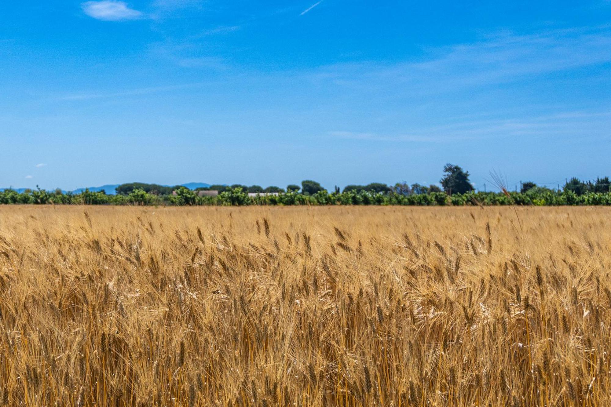 Agriturismo Il Tripesce Вада Экстерьер фото